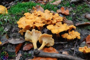 Cantharellus cibarius (2) (1200 x 800).jpg_product_product_product_product_product_product